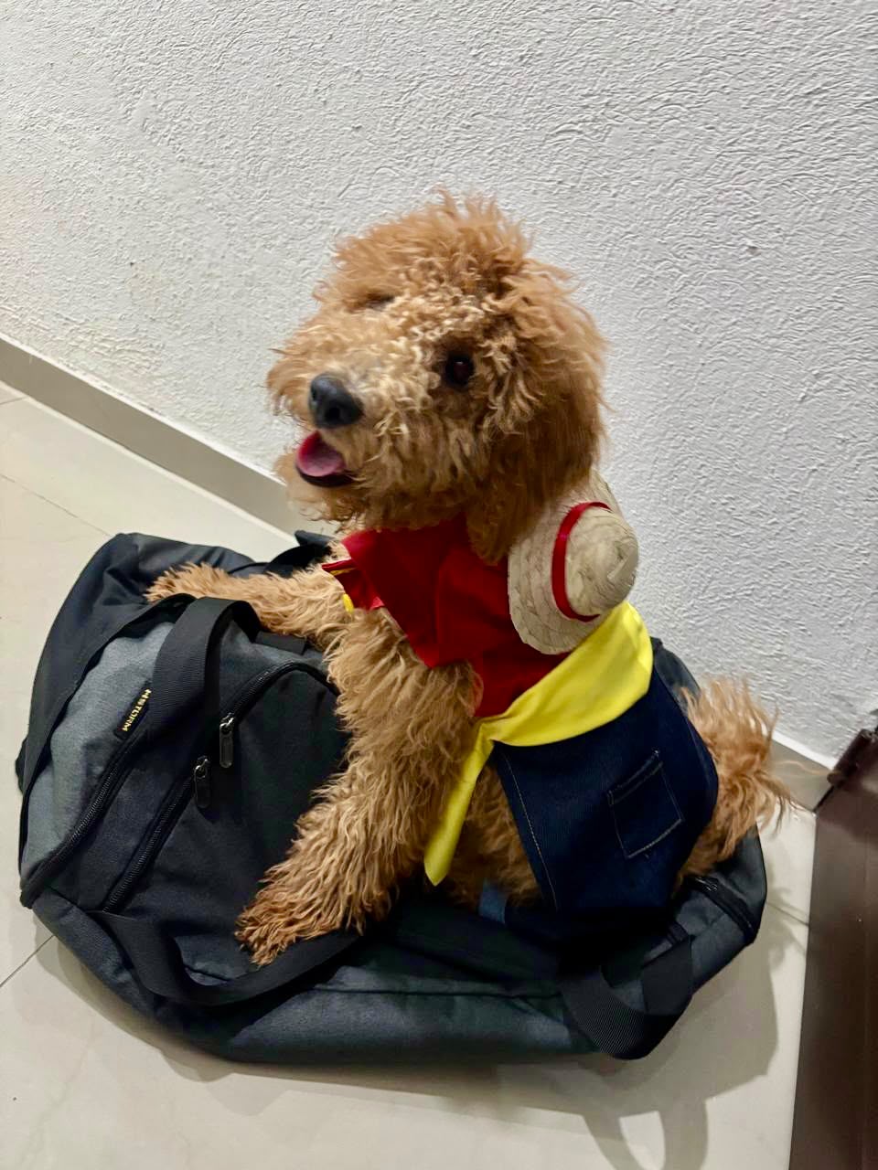 ✨ Diseña el Disfraz de tu Perro