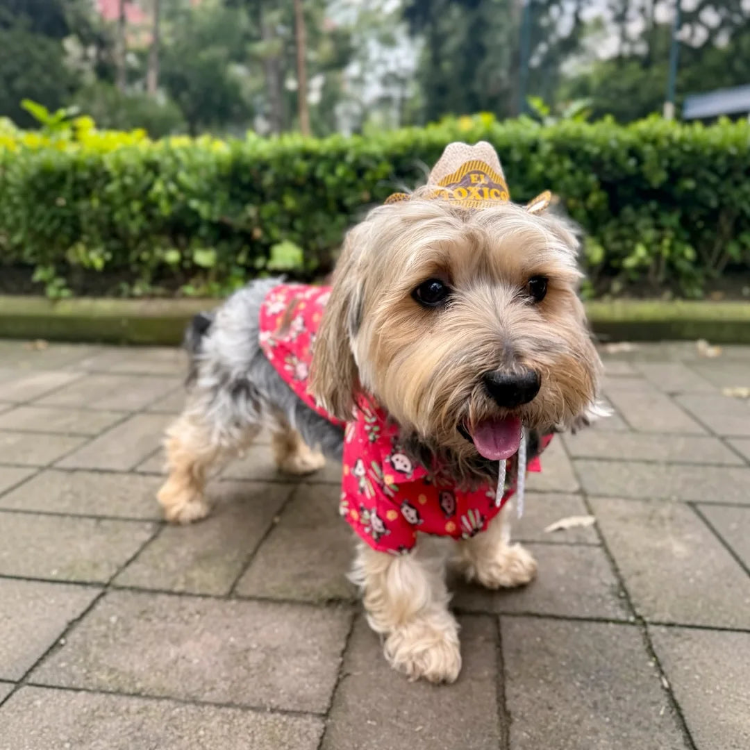 Perro pequeño con camisa roja estampada y sombrero vaquero