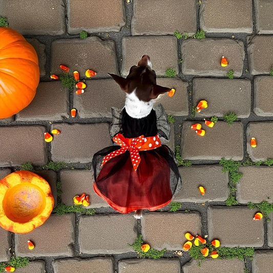 Perro pequeño con vesitdo de halloween negro y rojo para perro | Zona de Perros