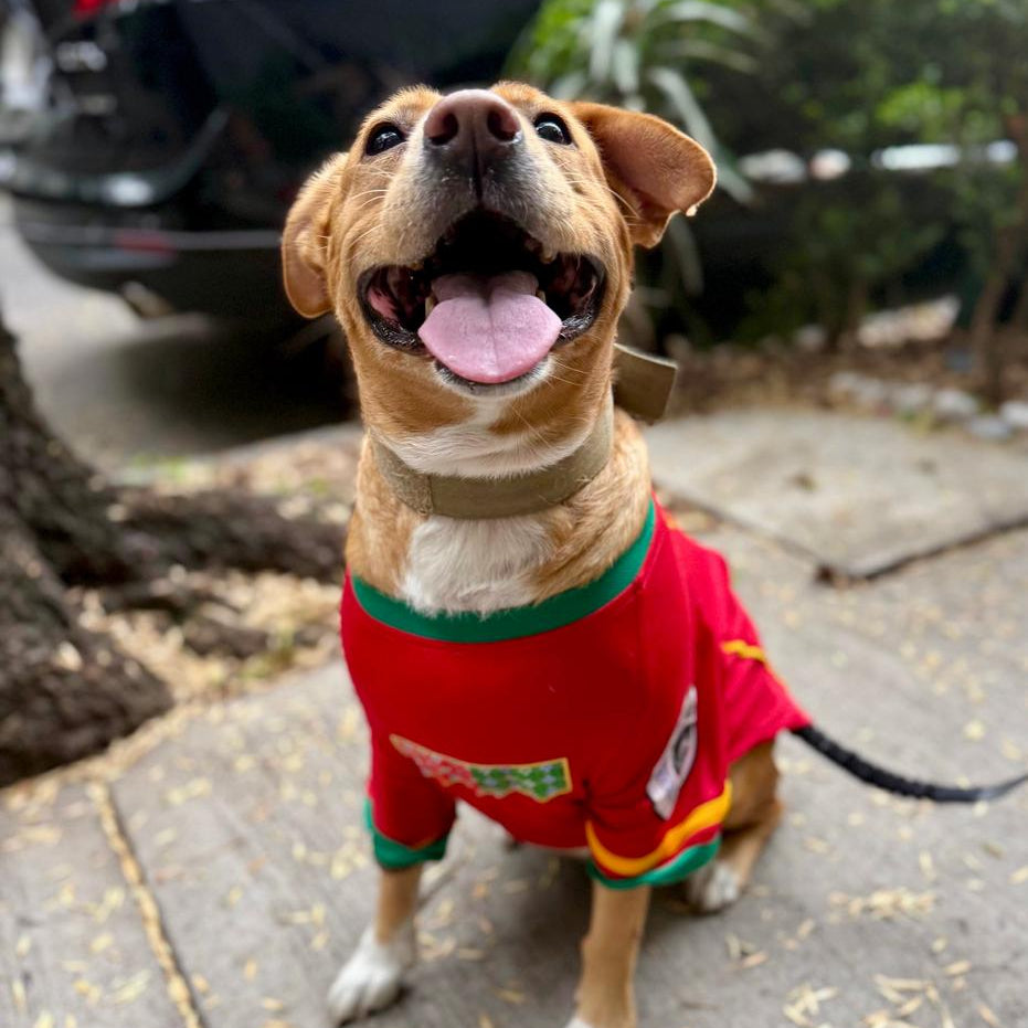 La mejor ropa para Pitbulls en México: Guía de ajuste perfecto
