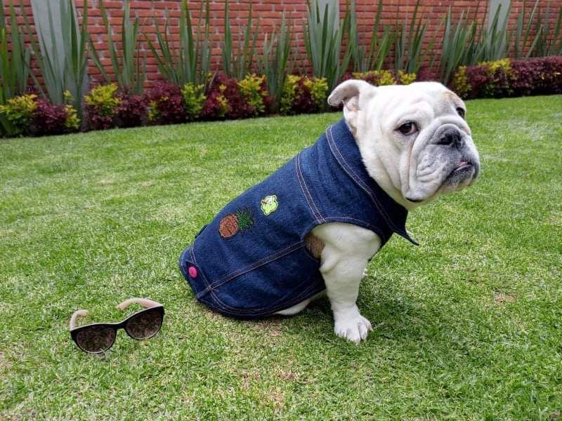 Bulldog francés con chamarra de mezclilla para guía de tallas de ropa para perro