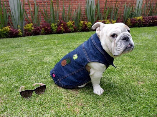 Bulldog francés con chamarra de mezclilla para guía de tallas de ropa para perro