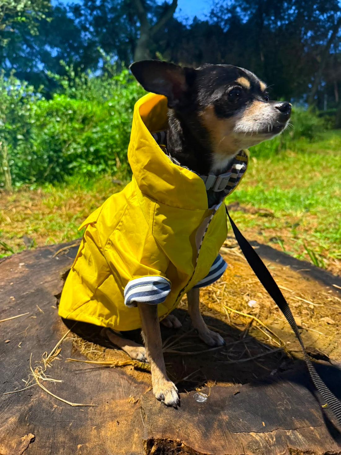 De paseo con tu mascota: Los mejores lugares y qué llevar (Guía para Chicos y Grandes)
