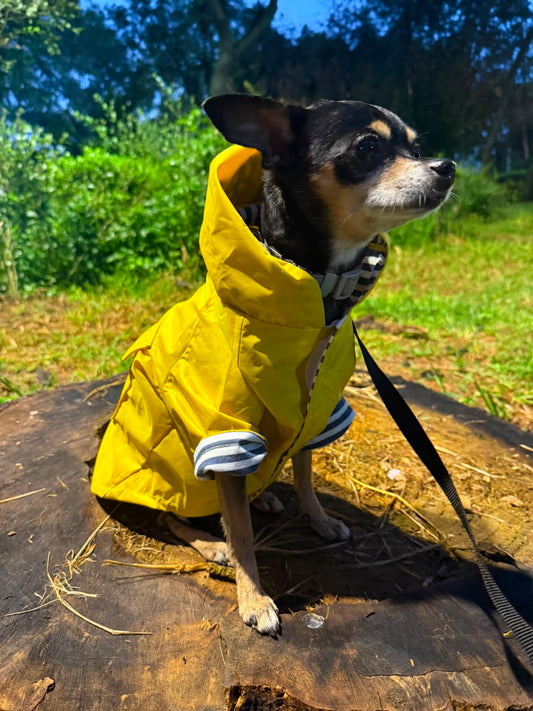 De paseo con tu mascota: Los mejores lugares y qué llevar (Guía para Chicos y Grandes)
