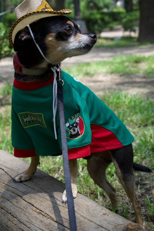 Ropa para Chihuahua: cómo elegirla y qué necesita