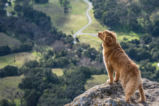 De paseo con tu mascota ¿A dónde ir?