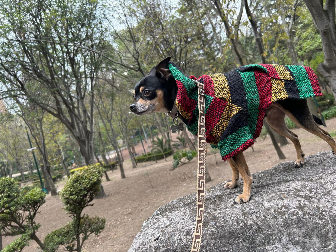 chihuahua paseando en el parque con poncho artesanal mexicano. Ropa para perros Zona de Perros