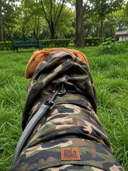 Perro usando impermeable militar durante paseo, impermeables para perros grandes