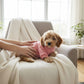 Perro pequeño descansando en sillón usando suéter oslo melón