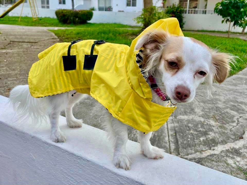 Impermeable Capa de Lluvia para Perro