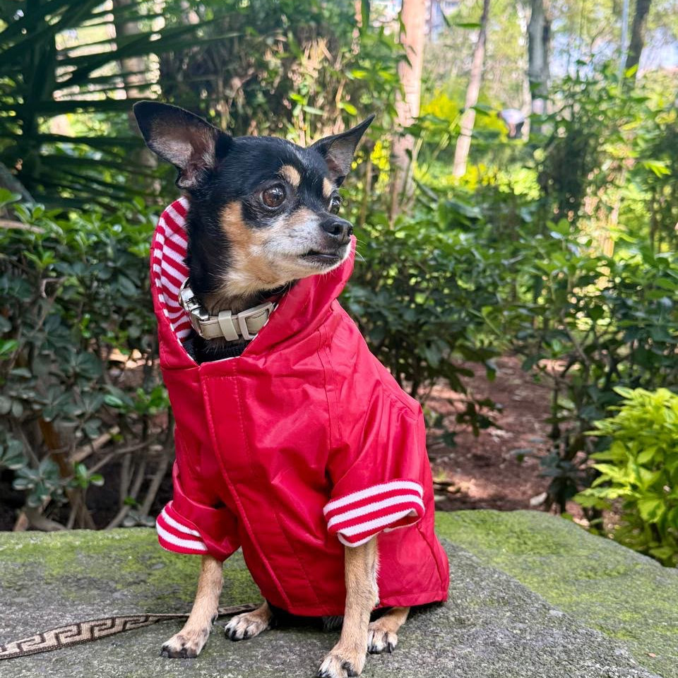 chihuahua usando impermeable rojo parque hundido