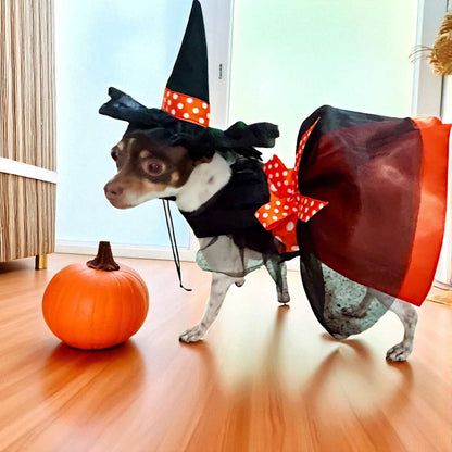 Chihuahua con disfraz de bruja de Halloween, vestido negro con moño naranja y sombrero puntiagudo | Zona de Perros