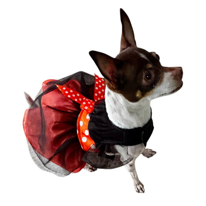Chihuahua con vestido negro para perro y moño naranja con puntos blancos | Zona de Perros