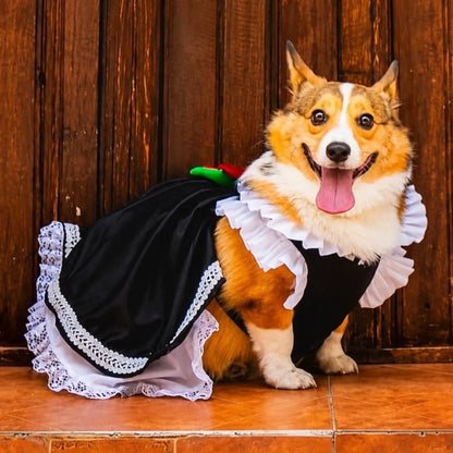corgi usando vestido de charra zona de perros fiestas patrias