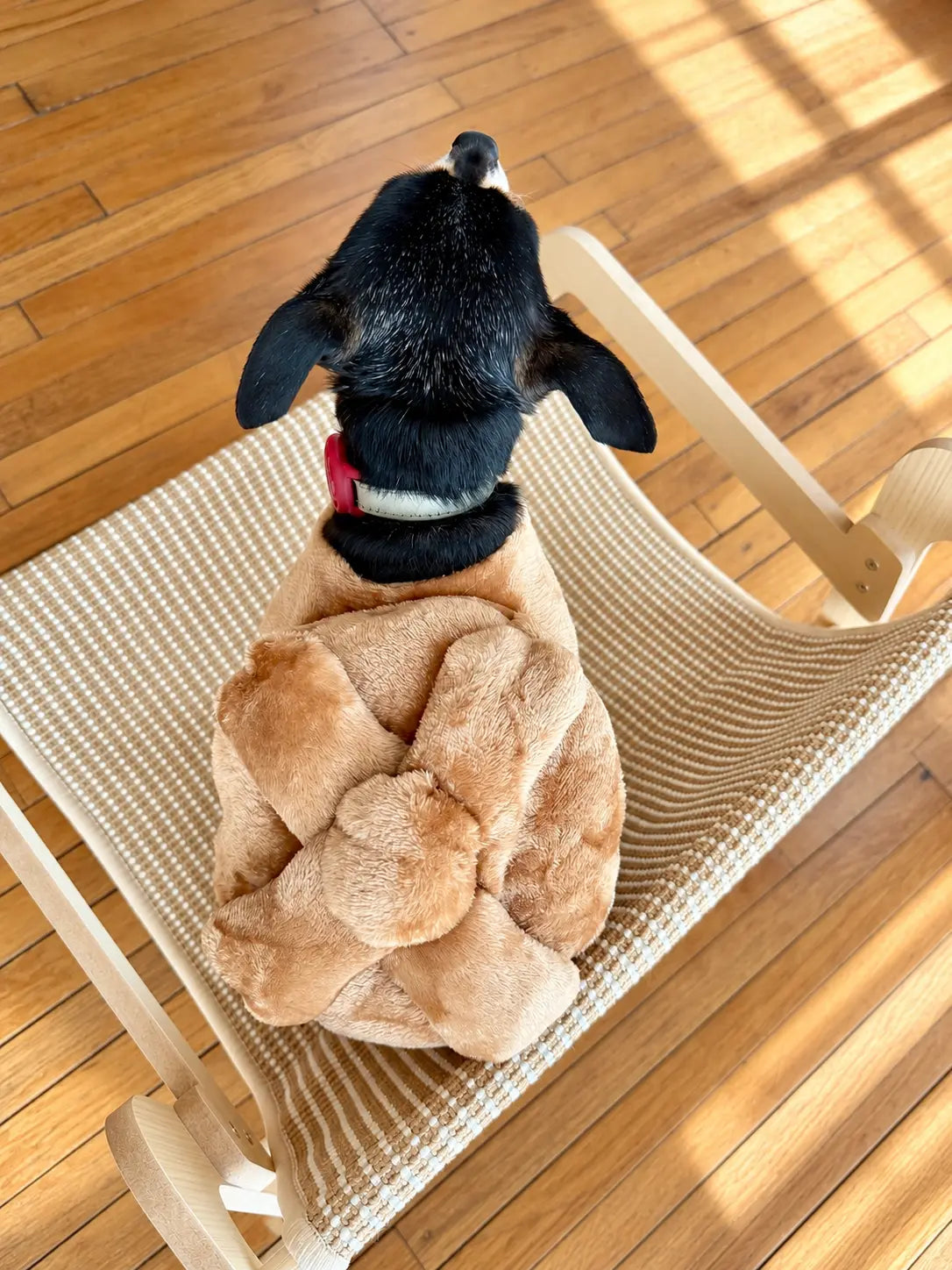 Disfraz de pan de muerto para perro visto desde arriba, con diseño de pan tradicional y textura afelpada.