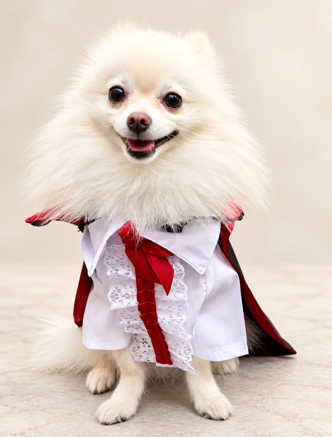 Perro pequeño usando un elegante disfraz de vampiro con camisa blanca, corbata roja y detalles en negro y rojo, ideal para Halloween y sesiones de fotos.