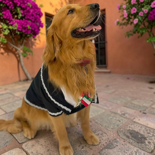 golden retriever usando charro mexicano