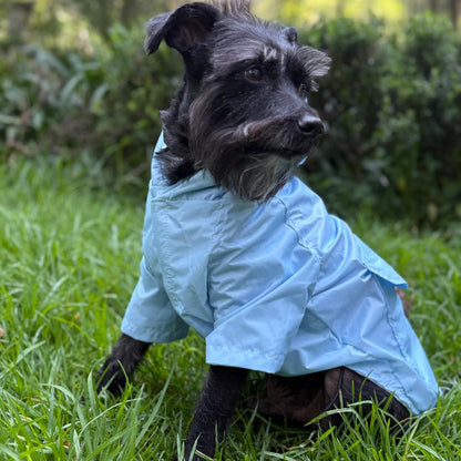 perro schnauzer usando impermeable azul cielo zona de perros