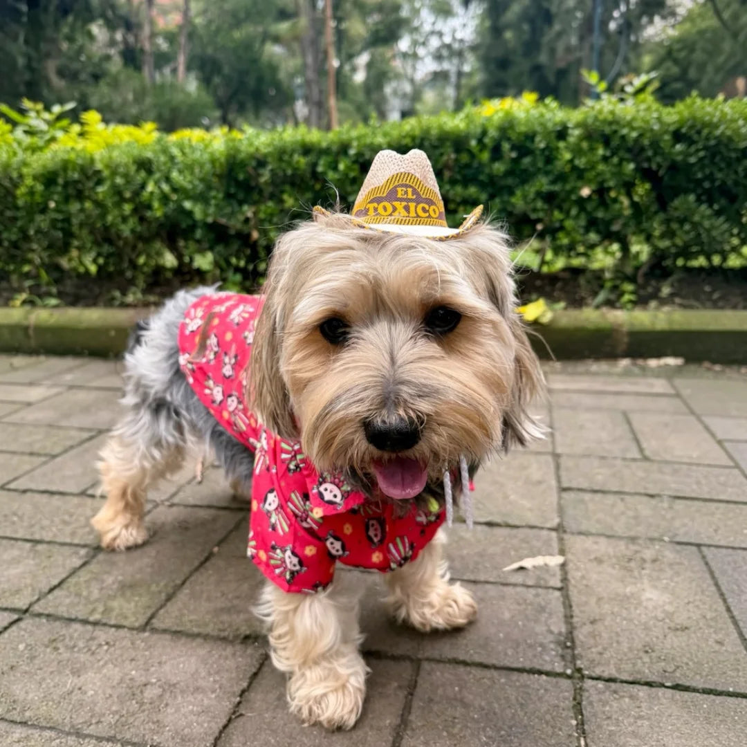 Perro pequeño usando camisa roja estampada con motivo vaquero.