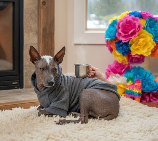 Perro descansando cómodamente con sueter gris jaspe