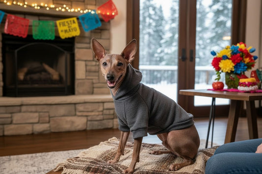 Perro usando sueter para perro gris térmica frente a chimenea 