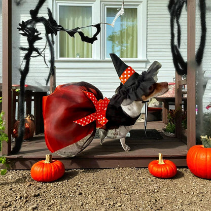 Perro pequeño disfrazado con vestido y sombrero de Halloween | Zona de Perros